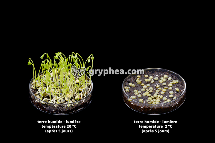 Germination des lentilles - rôle de la température - gryphea.org